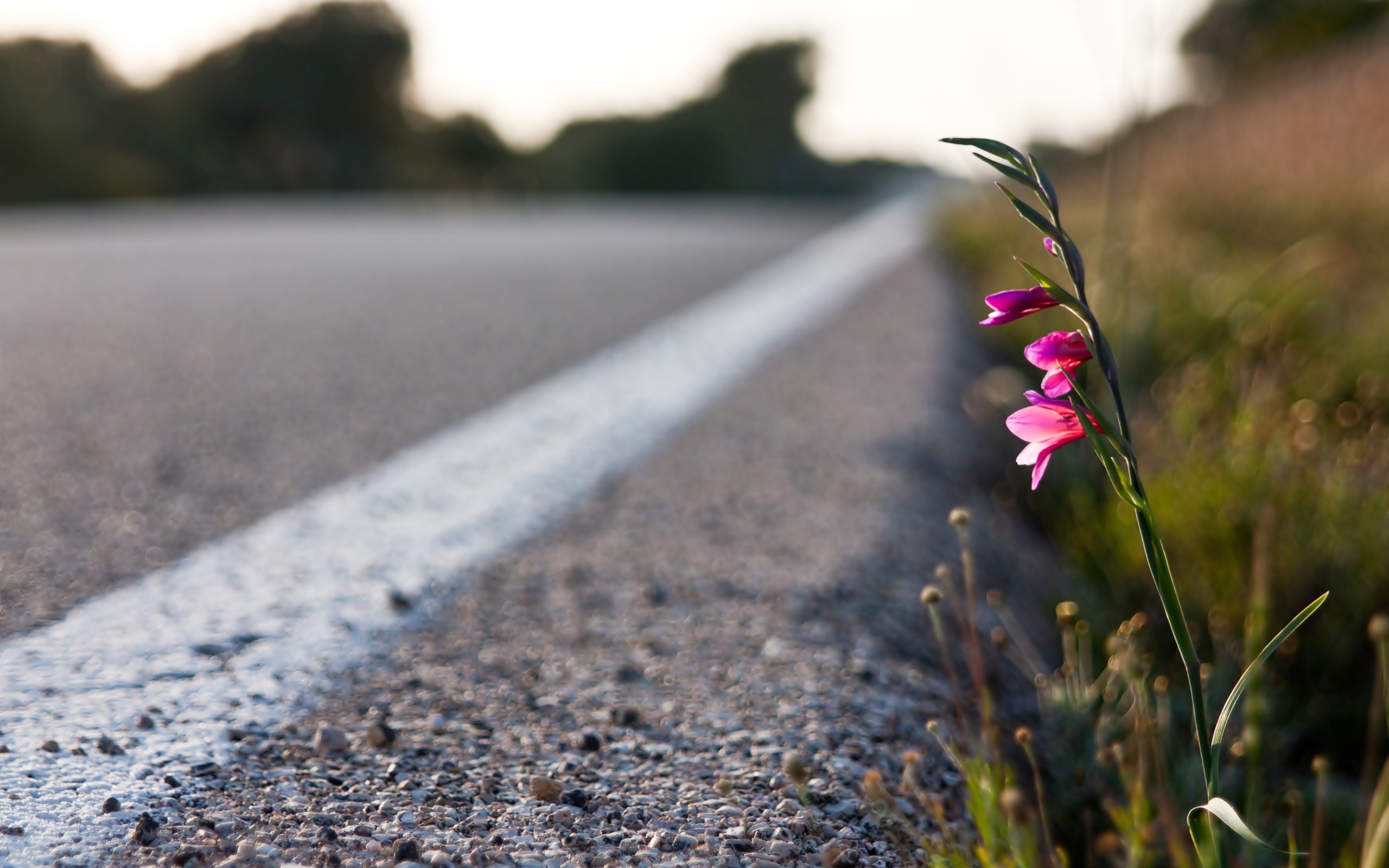 6069_A-small-pink-flower-by-the-roadside